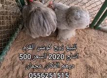 زوج كوشن القزم زوج كوشن القزم