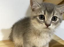 British shorthair kittens British shorthair kittens