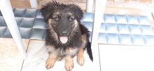 chiot berger allemand chiot berger allemand