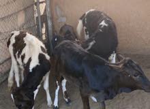 عجول محليه للبيع عجول محليه للبيع