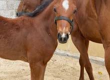 Mare and Male Foul Mare and Male Foul
