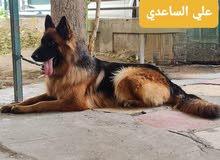 انثى جيرمن فول انثى جيرمن فول
