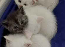 Persian/ Shirazi Pure Kittens Available