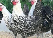 مطلوب وبشكل عاااجل دجاج فيومي اصل بشرط في صنعاء