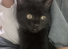 urgent kitten sale urgent kitten sale