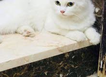 بسم اله ماشاء الله بسم اله ماشاء الله
