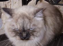 Male Hamalayan Siamese cat Male Hamalayan Siamese cat