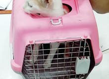 Home Cat For Sale just 200 with Her home Home Cat For Sale just 200 with Her home