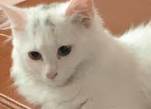 قطه شيرازيه قطه شيرازيه