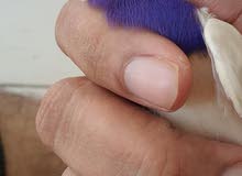 Beautiful Gouldian Finch pair Beautiful Gouldian Finch pair
