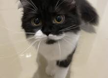 kitten kitten