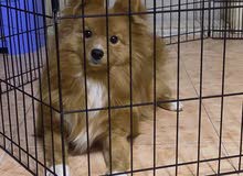 7 month old male Pomeranian for sale urgent!!!
