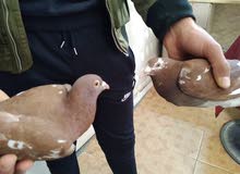 حمام زاجل حمام زاجل