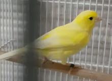 كناري وتر سلايجر كناري وتر سلايجر