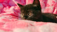 PLAYFUL SOFT CUTE KITTENS MIX PERSIAN eat, drink and use litter. PLAYFUL SOFT CUTE KITTENS MIX PERSIAN eat, drink and use litter.