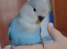 hand tamed love bird for sale hand tamed love bird for sale
