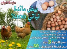 بيض مائده نباتي 100‎%‎