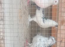 حمام عرايس حمام عرايس