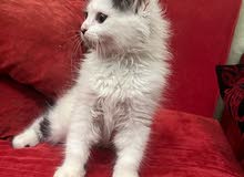 persian cats for sale persian cats for sale