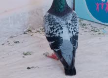 حمام زاجل دم قوي حمام زاجل دم قوي