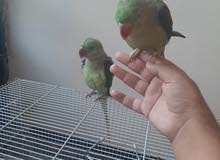 نيبالي زوج للبيع نيبالي زوج للبيع