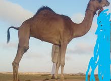 بكره 4سنوات الاب شاهين بكره اصيله بكره 4سنوات الاب شاهين بكره اصيله