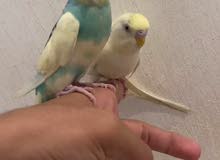 بادجي اليف للبيع بادجي اليف للبيع