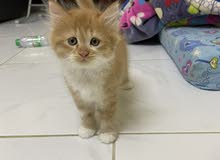 قطط بعمر 50 يوم للبيع مع الام kitten cat قطط بعمر 50 يوم للبيع مع الام kitten cat