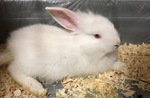 ارنب للبيع / rabbit for sale ارنب للبيع / rabbit for sale