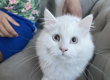 4 month old female cat 4 month old female cat