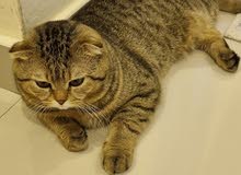 Scotish fold male cat Scotish fold male cat
