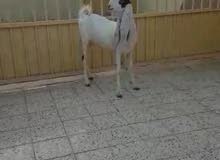 ماعز حجازي ماعز حجازي