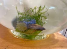 Crowntail Betta fish with small aquarium 5 to 20 aed Crowntail Betta fish with small aquarium 5 to 20 aed