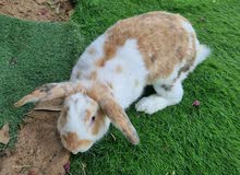 rabbit for sale rabbit for sale