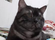 قطط للبيع cats for sale قطط للبيع cats for sale