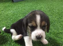 BEAGLE PUPPIES BEAGLE PUPPIES