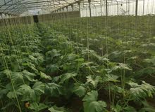 بيوت محميه (جرين هاوس) green house بيوت محميه (جرين هاوس) green house