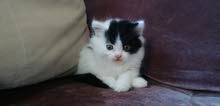 Pure Persian Bicolor male kitten doll face Pure Persian Bicolor male kitten doll face