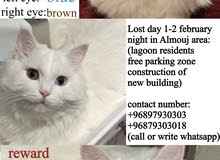 Lost white Turkish angora male cat with heterochromia