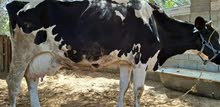 بقره حليب والده للبيع بقره حليب والده للبيع