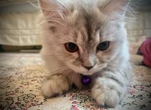 Beautiful Persian Himilayan cat Beautiful Persian Himilayan cat