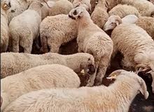 بفضل الله يتوفر لدينا خاروف روماني + خاروف بلدي +عبور بلدي   جميع الوزان