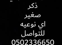 قط ذكر للتبني قط ذكر للتبني