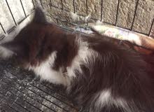 قطه شيرازي مون فيس السعر مناسب جداً عمرها شهرين مفطومة ومتعود على ليتر  بوكس