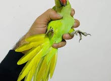 زوج دره مزاوجات الفحل اليف والنثيه وحشيه زوج دره مزاوجات الفحل اليف والنثيه وحشيه