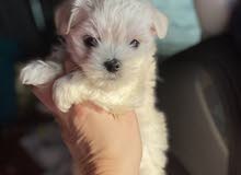 Maltese puppy Maltese puppy
