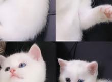 قطه انثى قطه انثى