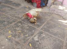 ديج دجاجه عرب للبيع ديج دجاجه عرب للبيع