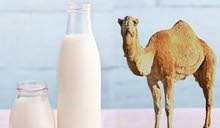 لبن ابل صحراوي لبن ابل صحراوي