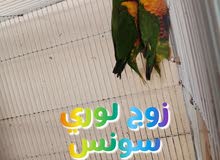 لوري سونس زوج السعر 2800 لوري سونس زوج السعر 2800